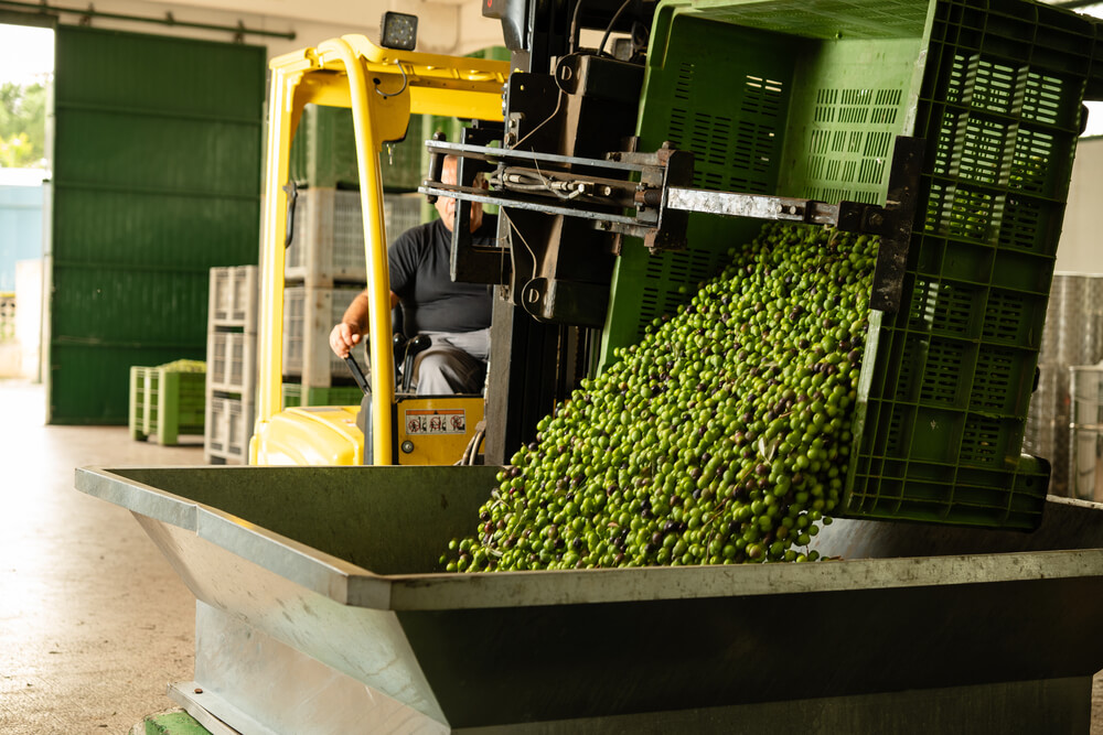 Măslinarii Mediteranei